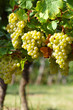 Vineyard
