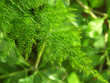 asparagus plumosus