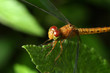 Yellow Dragonfly