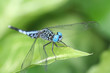 Blue Dragonfly