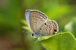 Beautiful Butterfly