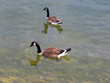 Two Swans in a Lake Two Swans in a Lake