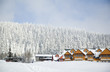 Winter forest