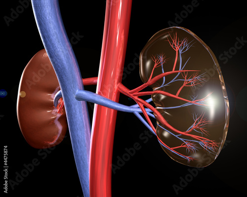 Kidneys