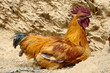 Rooster