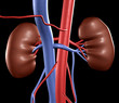 Human Kidneys