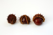 chestnuts