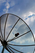 Satellite Dish