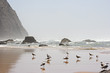 Images : Birdlife in Portugal