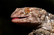 Bibron gecko (Pachydactylus bibronii)