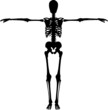Skeleton Skeleton