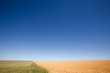 Wheat and Peas Contrast