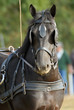 portrait d'un cheval mérens attelé
