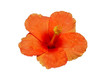 Orange hibiscus