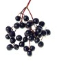 elderberry
