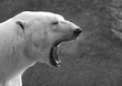 gähnender Eisbär