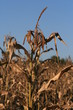 Dry corn