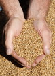 Freshly harvested wheat