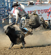 Bull & Cowboy