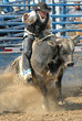 Rider & Bull