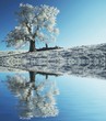 Alone frozen tree Alone frozen tree