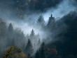 Fog and forest Fog and forest