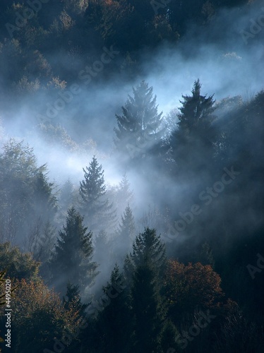Fog and forest Fog and forest