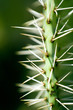close up of cactus