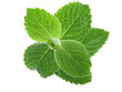 mint