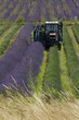 récolte des rangées de lavandins récolte des rangées de lavandins