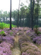 Chemin dans la forêt landaise