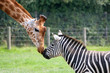 zèbre et girafe zèbre et girafe