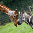 zèbre et girafe
