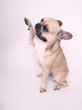 Französische Bulldogge auf Weiß II Französische Bulldogge auf Weiß II
