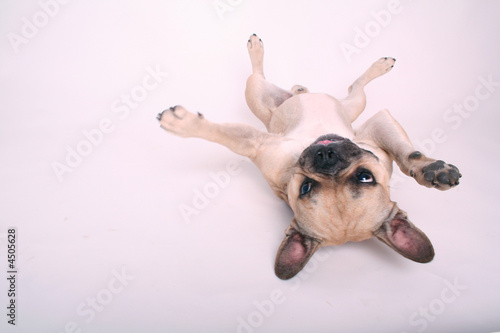 Französische Bulldogge auf Weiß III Französische Bulldogge auf Weiß III