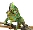 chameleon