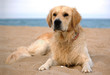 dog 2