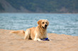 dog 3
