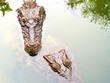 Southeast Asian Alligators