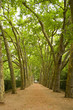 path in the trees
