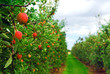 Apple orchard Apple orchard