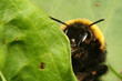 Bumble-bee