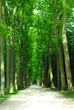 Road and trees