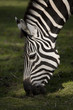 Zebra eating grass - closeup on head