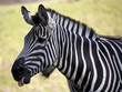 Zebra with tounge out