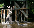 Alligator Feeding Alligator Feeding