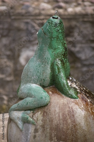 frog frog