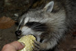 Hungry Racoon