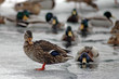 ducks in winter
