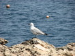 mouette